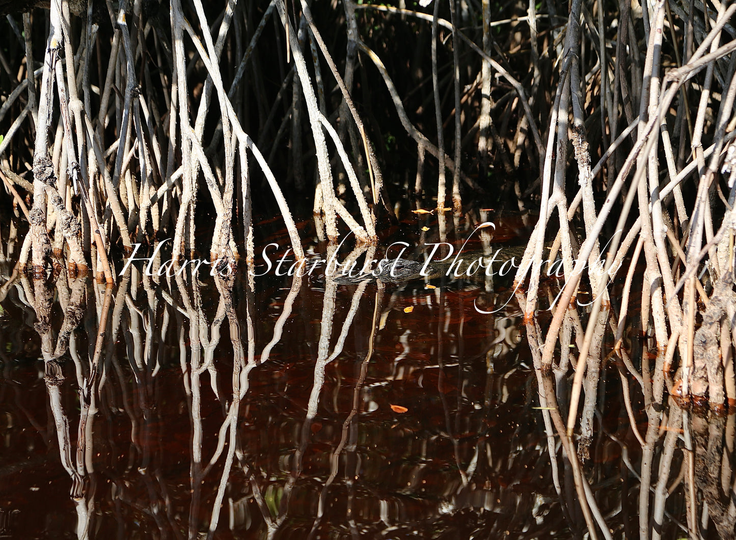 Everglades, Florida - 2