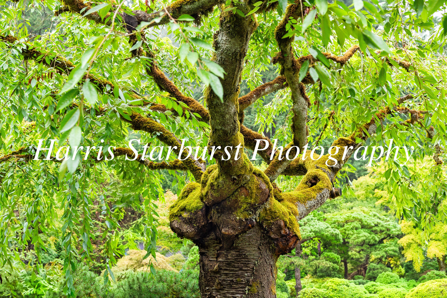 Japanese Garden, Portland, USA 4