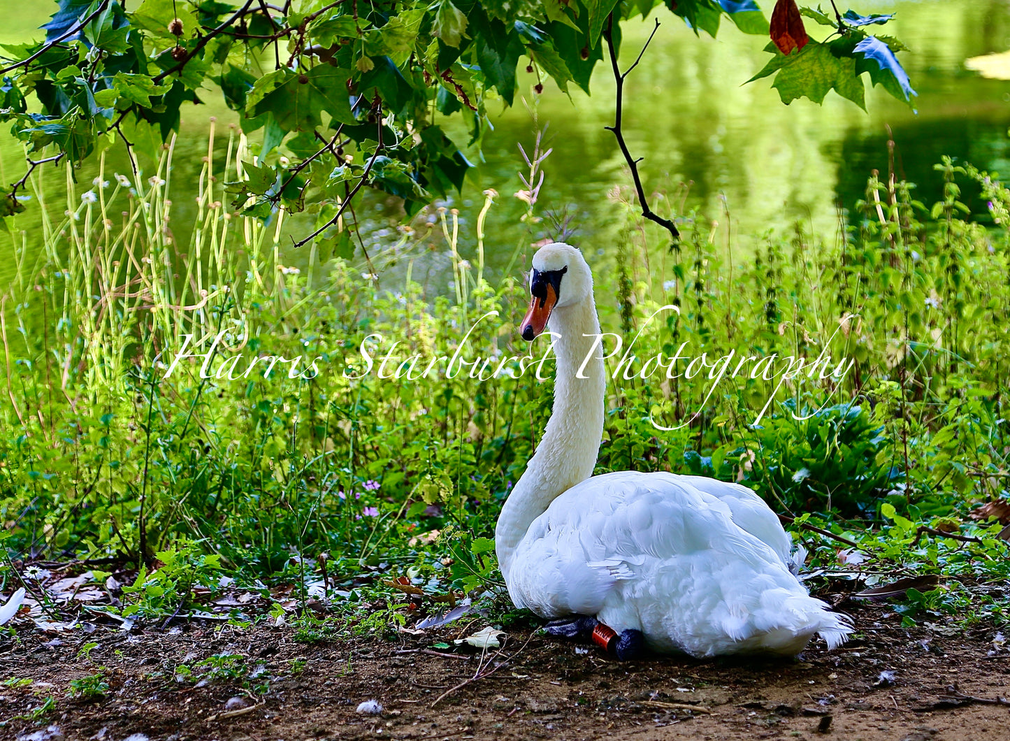Windsor, UK - Royal Swan