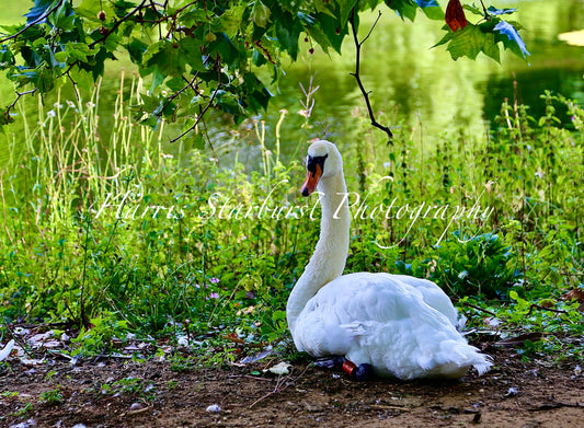 Windsor, UK - Royal Swan