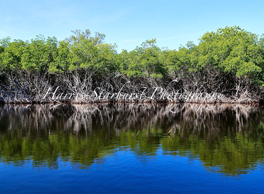 Everglades, Florida - 1
