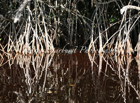 Everglades, Florida - 3