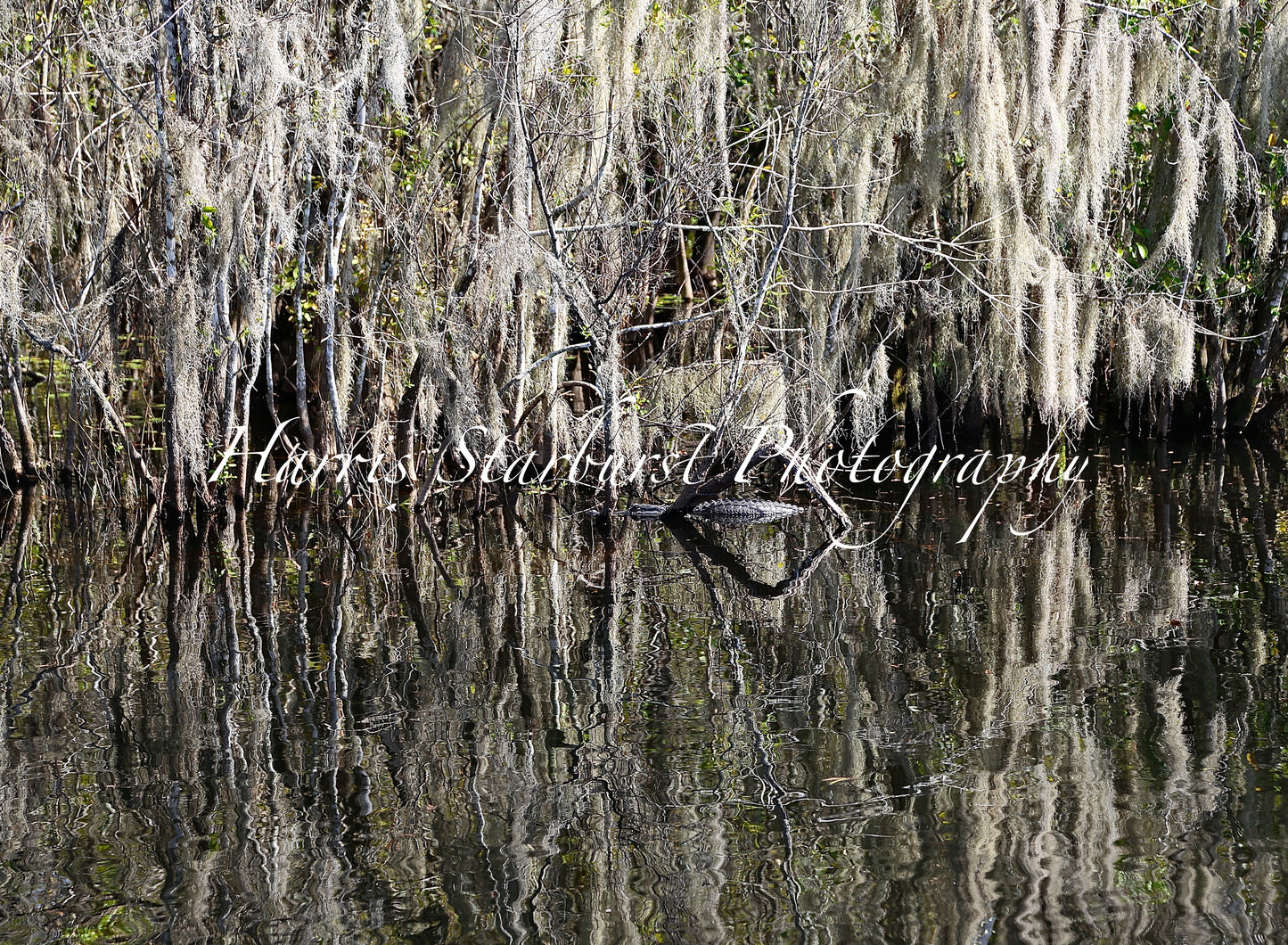 Everglades, Florida - 4
