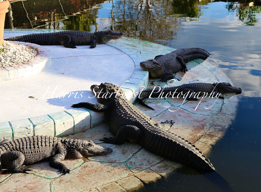 Orlando, Florida - 4