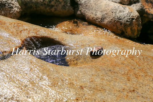 Bassi Falls, California, USA 1