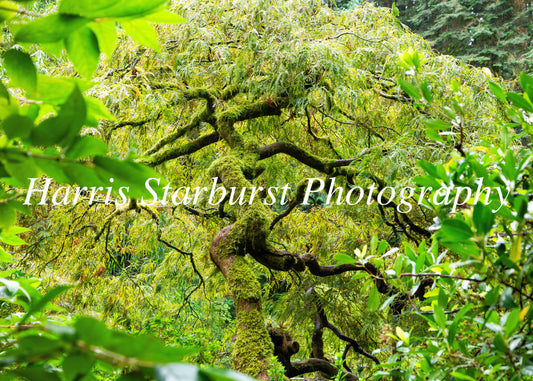Japanese Garden, Portland, USA 2