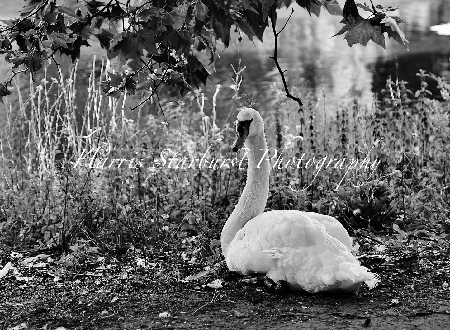 Windsor, UK - Royal Swan